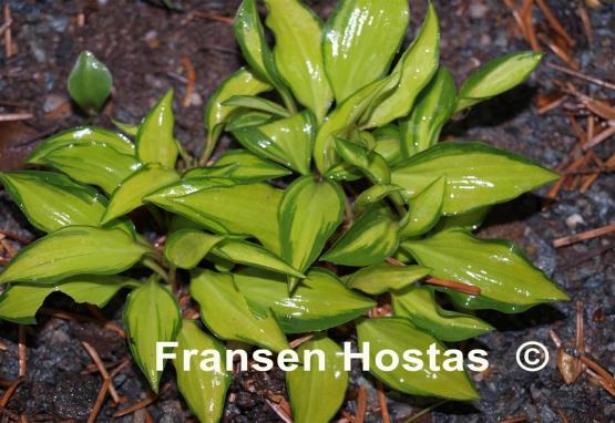 Hosta venusta 'Ki Nakafu Otome'